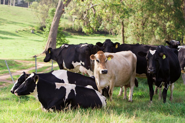 Dairy industry celebrates accelerating genetic progress