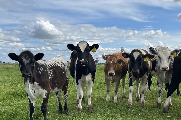 beef