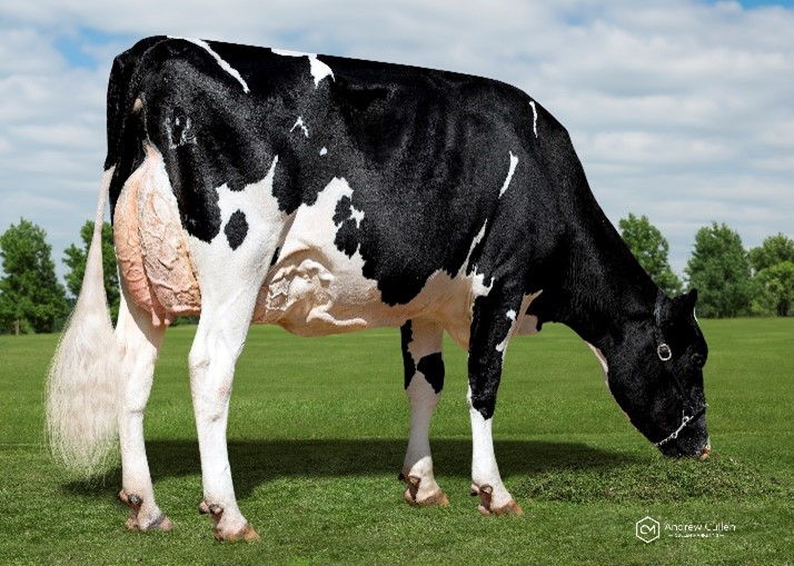 Top BPI Holstein Dec 23 Cow Carneda Jeronimo Vida