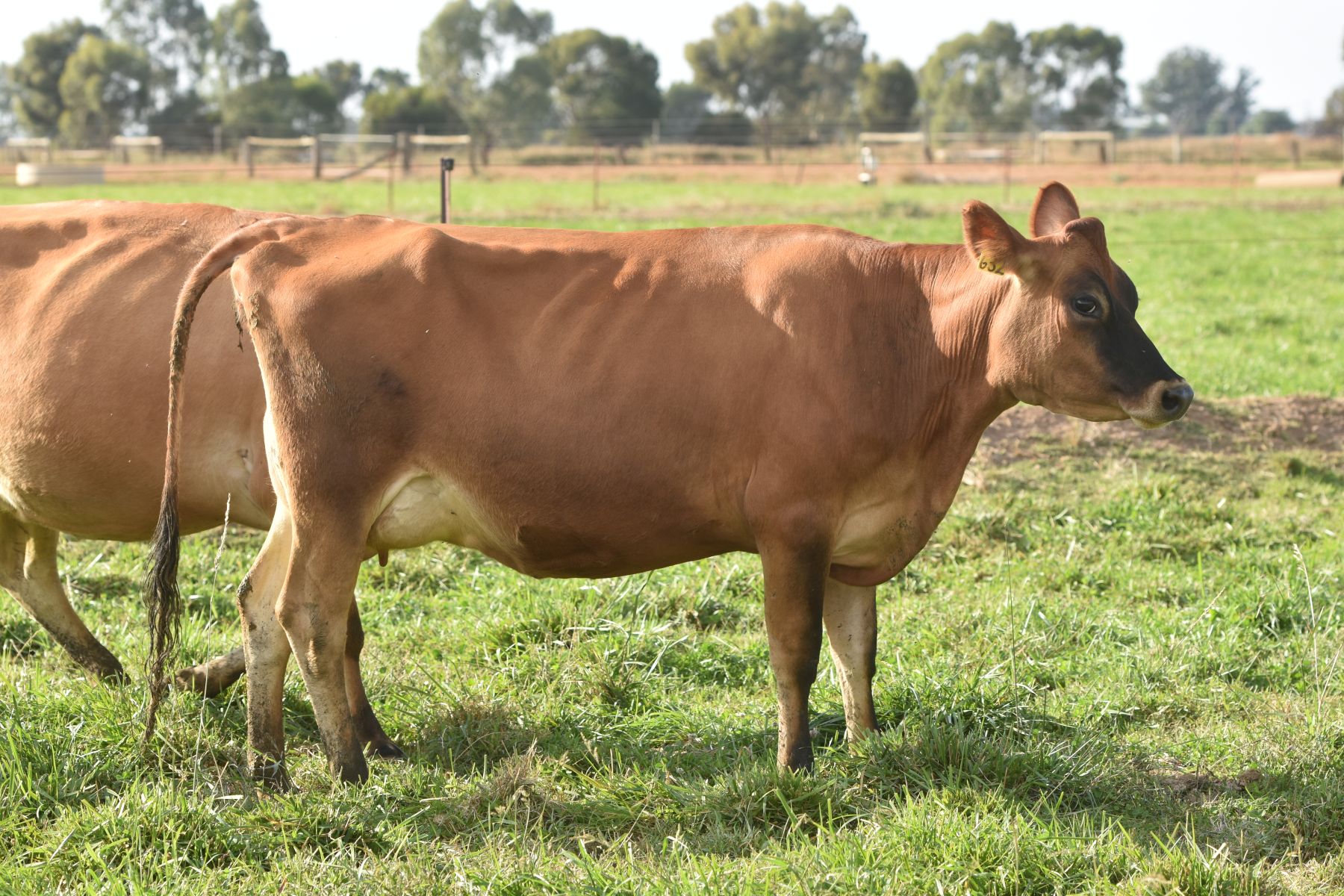 Benlock Eileen 160 top BPI heifer 417