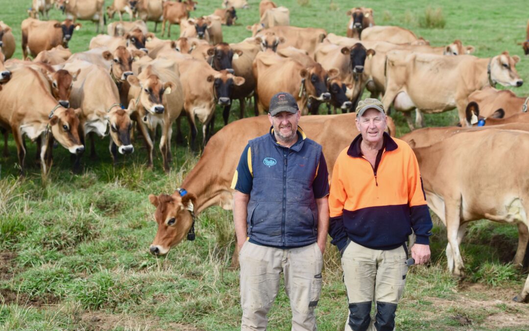 Big genetic gains for Australian dairy farmers