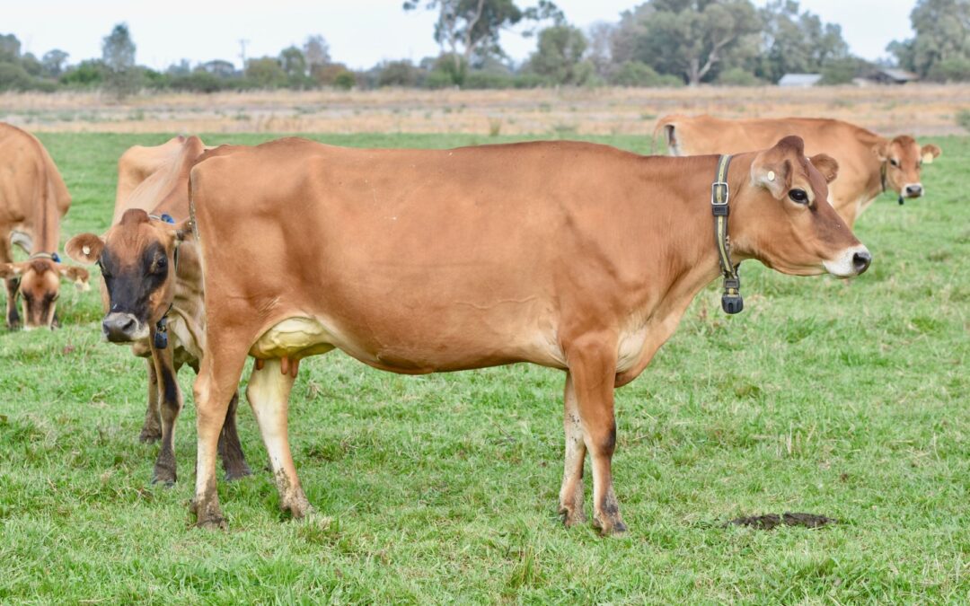 Genetic gains underpinned by industry breeding tools