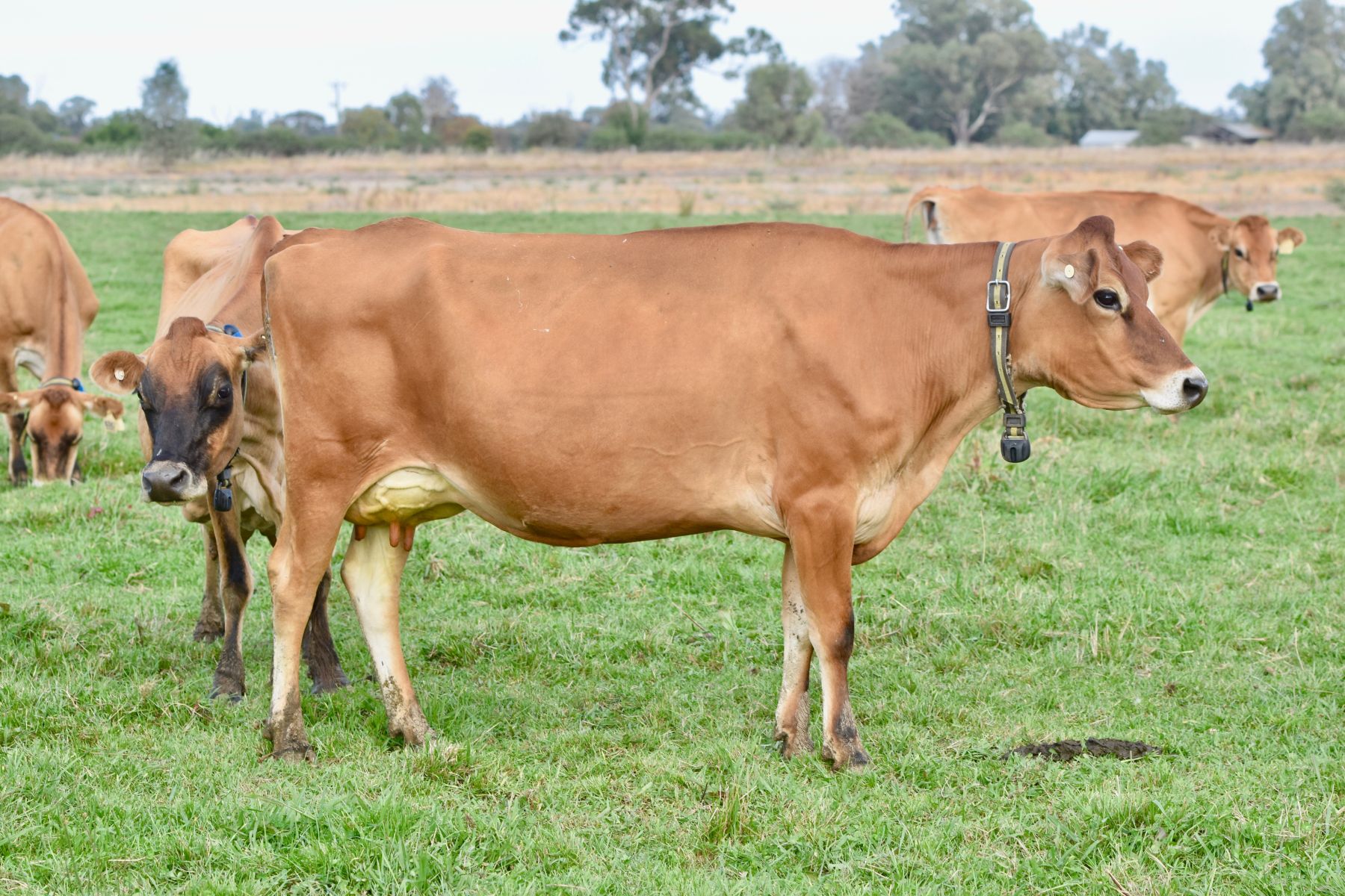 Cochranes top BPI cow, Craigielea Vicky 6151