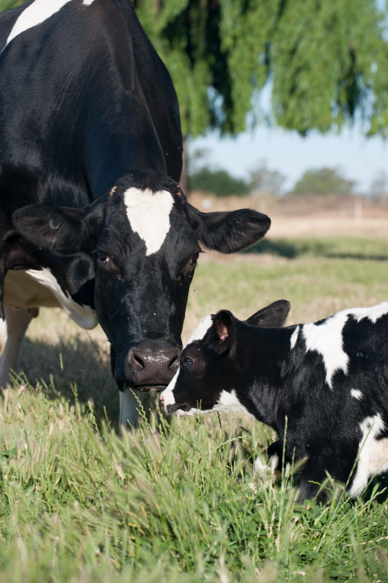 Cow Dat Have your say on the nation’s breeding objectives. | DataGene