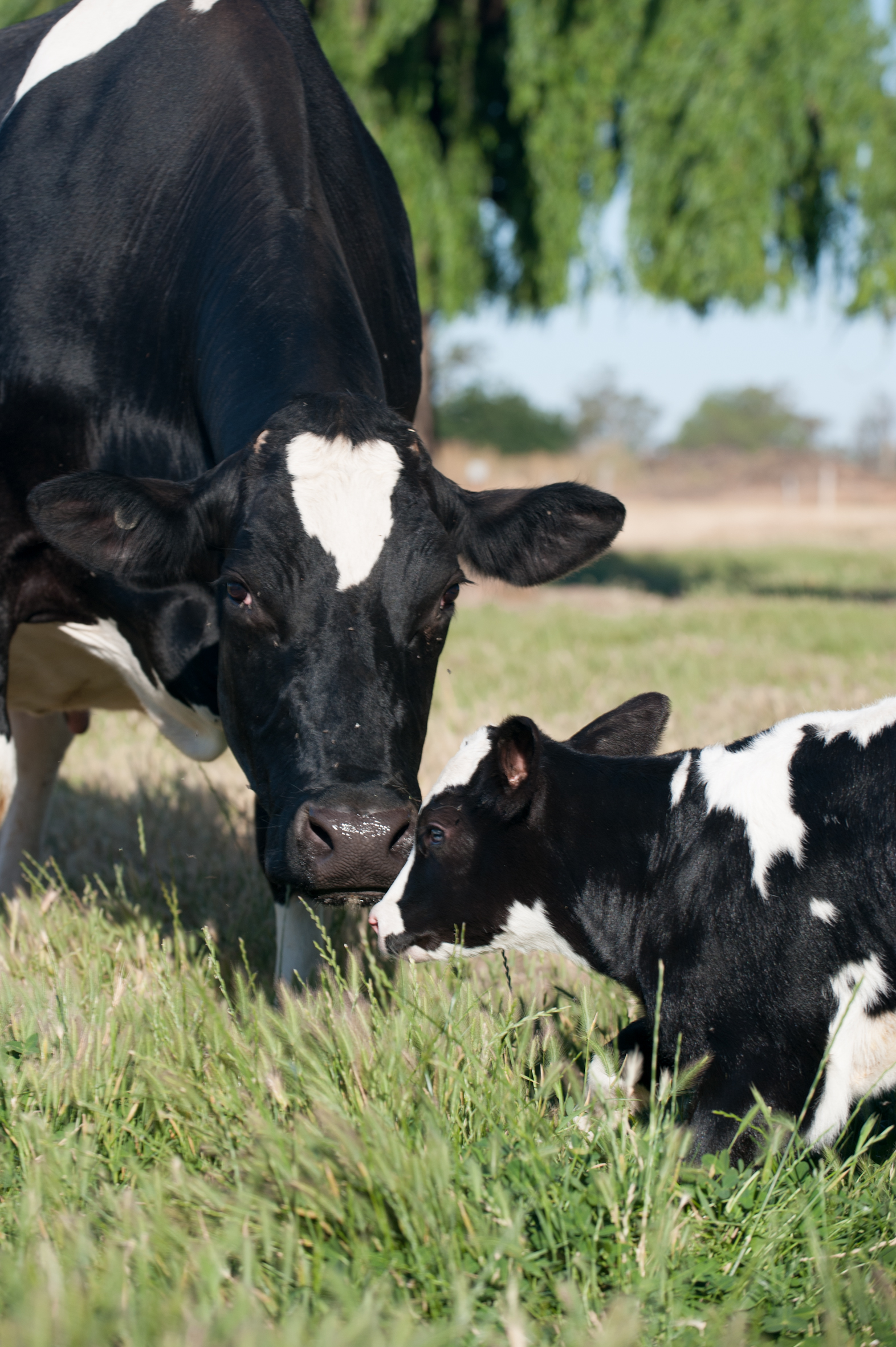 Cow calf med res -0243