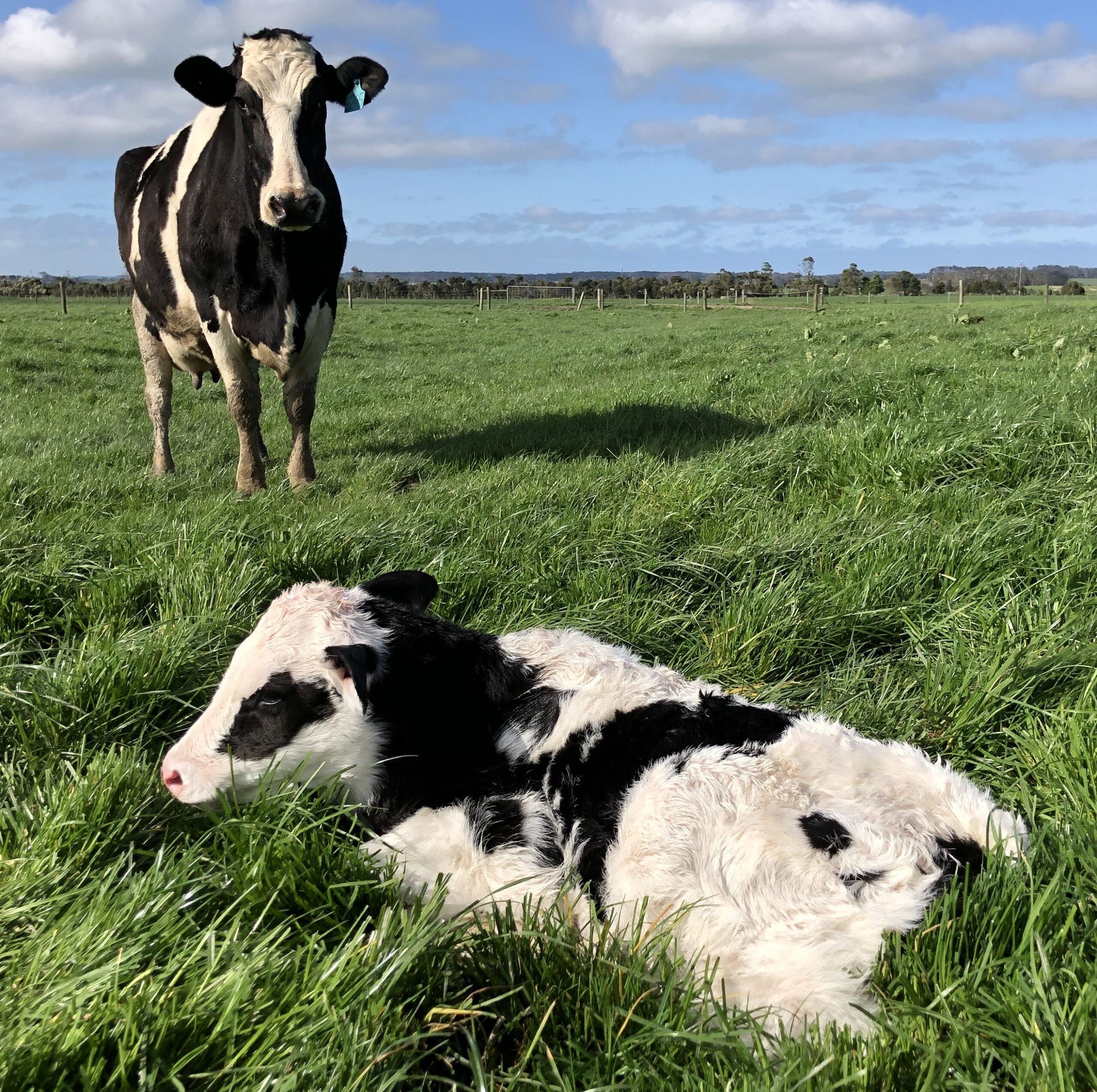 Cow and calf Holstein
