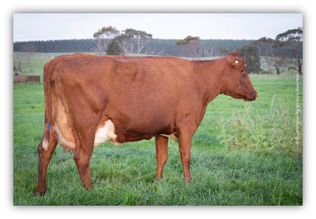 Cluain 4909 Matilda pic 1