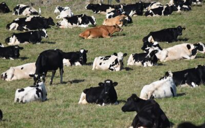Data sheds new light on dairy breed preferences