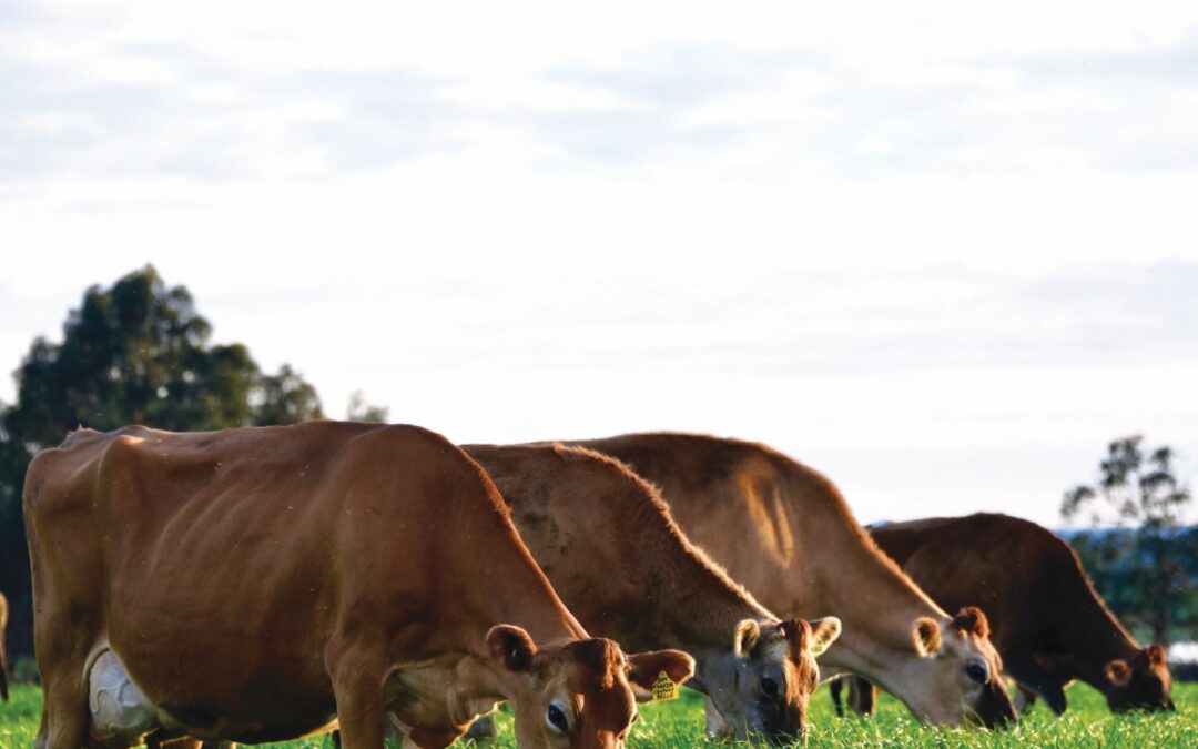 Confident breeding decisions made easy