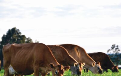 Confident breeding decisions made easy