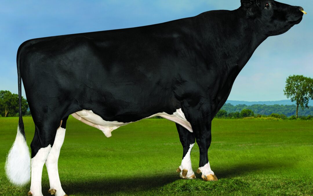 Bull genomic testing boom underpins bigger genetic pool