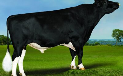 Bull genomic testing boom underpins bigger genetic pool