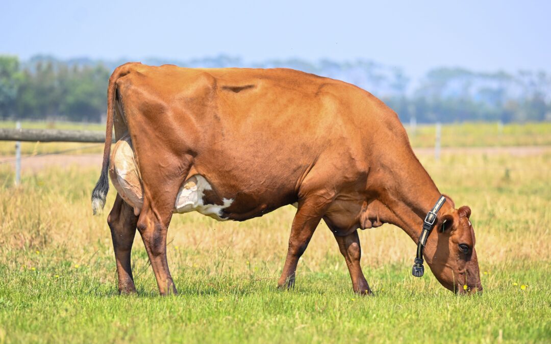 Dairy bull rankings move