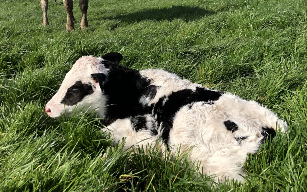Stillbirth ABVs to address leading cause of calf deaths