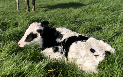 Stillbirth ABVs to address leading cause of calf deaths